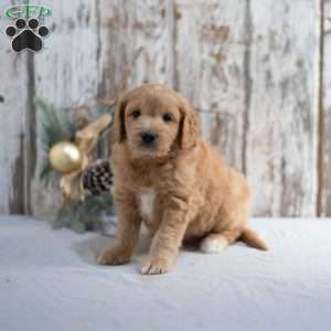 Garnett, Mini Goldendoodle Puppy